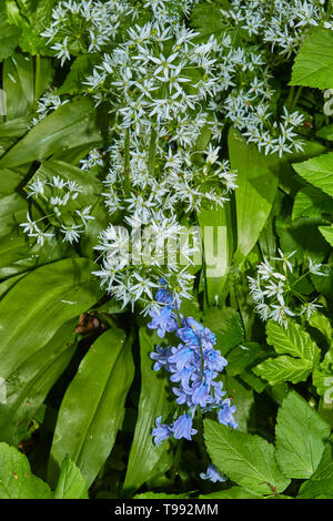 Ransom and bluebell flowers together in a natural spring woodland, greater London, England, United Kingdom, Europe Stock Photo