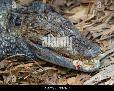 Spectacled caiman Caiman crocodilus   Cost Rica South America Stock Photo