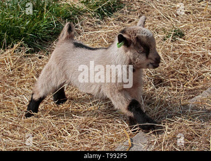 Pygmy Goat Kid Stock Photo