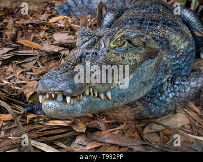 Spectacled caiman Caiman crocodilus   Cost Rica South America Stock Photo