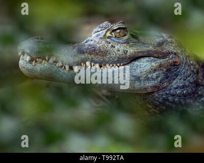 Spectacled caiman Caiman crocodilus   Cost Rica South America Stock Photo