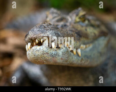 Spectacled caiman Caiman crocodilus   Cost Rica South America Stock Photo