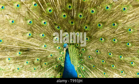 Elegant peacock with his majestic feather wheel. Stock Photo