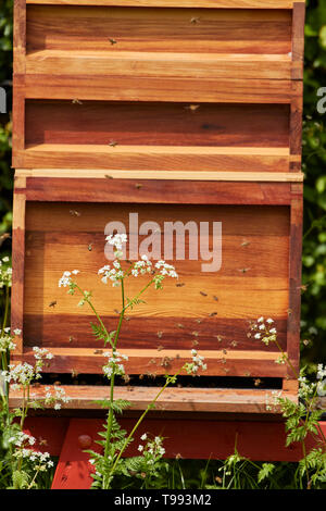 Beehives in the grounds of Anne Hathaway's Cottage, Shottery, Stratford-upon-Avon, England, United Kingdom, Europe