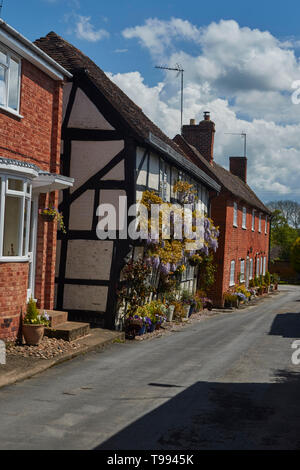 Wisteria plant in flower in the Vale of Evesham town of Alcester in spring, England, United Kingdom, Europe Stock Photo