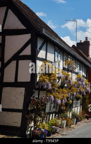 Wisteria plant in flower in the Vale of Evesham town of Alcester in spring, England, United Kingdom, Europe Stock Photo