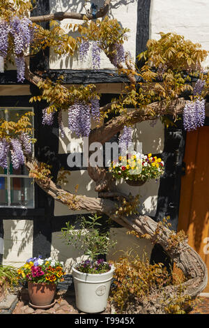 Wisteria plant in flower in the Vale of Evesham town of Alcester in spring, England, United Kingdom, Europe Stock Photo