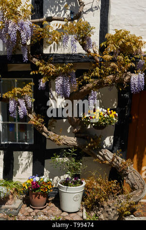 Wisteria plant in flower in the Vale of Evesham town of Alcester in spring, England, United Kingdom, Europe Stock Photo