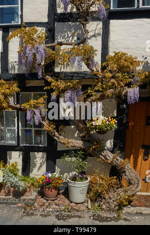 Wisteria plant in flower in the Vale of Evesham town of Alcester in spring, England, United Kingdom, Europe Stock Photo