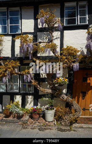 Wisteria plant in flower in the Vale of Evesham town of Alcester in spring, England, United Kingdom, Europe Stock Photo