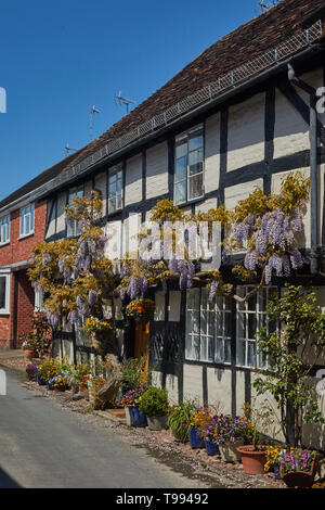 Wisteria plant in flower in the Vale of Evesham town of Alcester in spring, England, United Kingdom, Europe Stock Photo