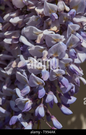 Wisteria plant in flower in the Vale of Evesham town of Alcester in spring, England, United Kingdom, Europe Stock Photo