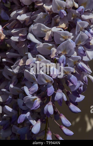 Wisteria plant in flower in the Vale of Evesham town of Alcester in spring, England, United Kingdom, Europe Stock Photo