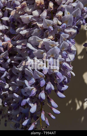 Wisteria plant in flower in the Vale of Evesham town of Alcester in spring, England, United Kingdom, Europe Stock Photo