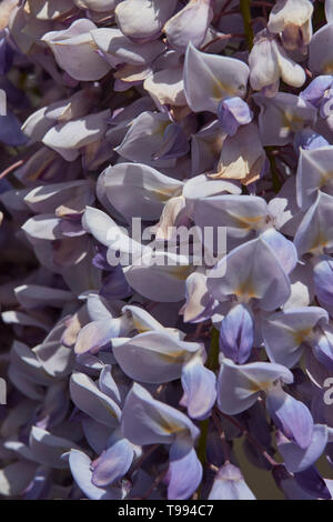 Wisteria plant in flower in the Vale of Evesham town of Alcester in spring, England, United Kingdom, Europe Stock Photo