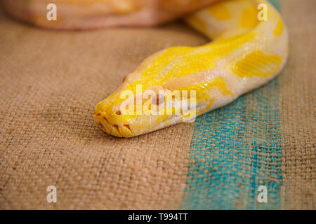 Golden python closeup. Stock Photo