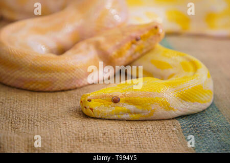 Big snake Two golden python closeup Stock Photo