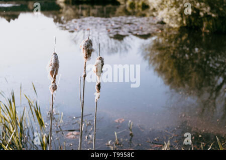 Bullrushes at the edge of lake in Yorkshire UK with reflections of trees on the pond Stock Photo