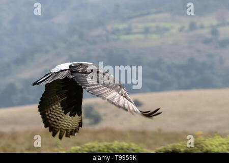 A Verreaux's or Black Eagle with wings down in mid-flight. Stock Photo