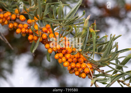 Seabuckthorn berries on a branch. Berries are rich in vitamins. Stock Photo