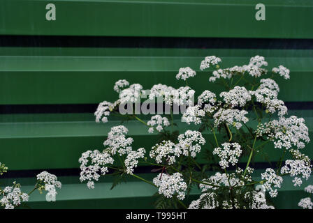 White Anthriscus (chervil) blooming flower on green painted corrugated fence background Stock Photo