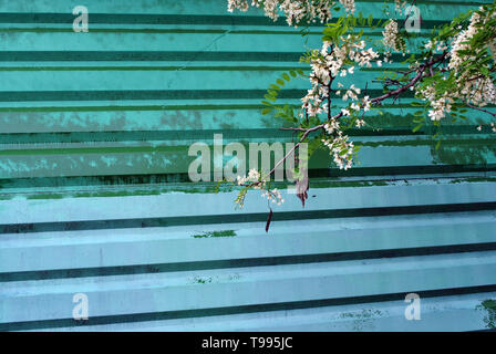 White acacia blooming branch on old green iron green shabby painted corrugated fence background Stock Photo