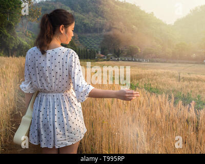 Woman with ukulele caressing some ears of barley at sunset time, Harvest time yellow rice field in Thailand. Stock Photo