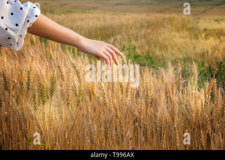 Woman hand caressing some ears of barley at sunset time, Harvest time yellow rice field in Thailand. Stock Photo
