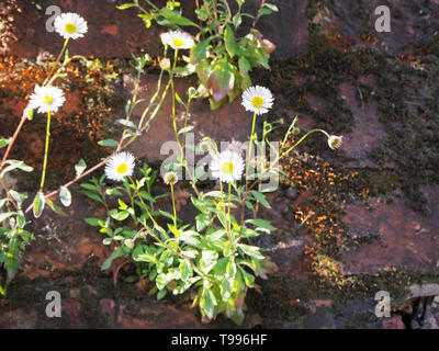Wild Daisies Growing from a Brick Wall on an Abandoned Building in Northampton, UK. Stock Photo