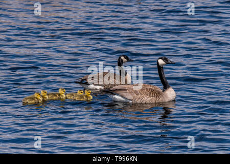 Two Canada Geese (Branta canadensis) adults and five goslings (chicks) swimming. Stock Photo