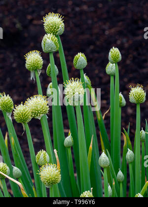 Welsh onion Allium fistulosum in flower Stock Photo