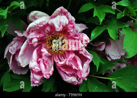 Pink peony faded soft flower with yellow pestle, top view, soft green blurry leaves background