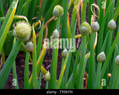 Welsh onion Allium fistulosum in flower Stock Photo