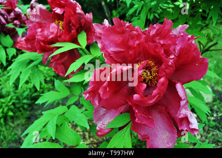 Red-scarlet peony flowers on the bush, soft green blurry leaves background Stock Photo