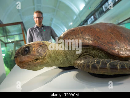 Alistair MacKillop views a male green turtle taxidermy specimen, on loan from the Natural History Musuem, at the Horniman Museum and Gardens in south London. Stock Photo