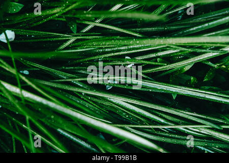 Grass top view minimalistic background. Emerald green lawn close up. Foliage plant leaves abstract backdrop. Botany and nature concept. Flowers fresh spring twigs texture. Landscaping, greenery Stock Photo