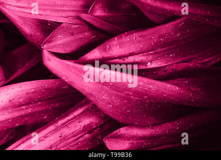 Bright magenta pink leaves top view minimalistic background. Floral backdrop concept. Color of the summer 2019. Flower petals close up. Floristry hobby. Web banner, greeting card idea
