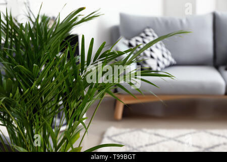Decorative Areca palm in interior of room Stock Photo