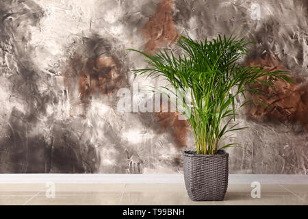 Decorative Areca palm near color wall Stock Photo