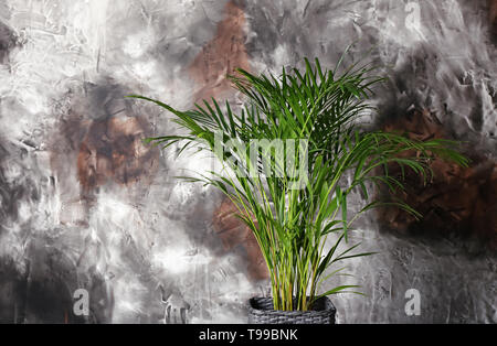 Decorative Areca palm near color wall Stock Photo