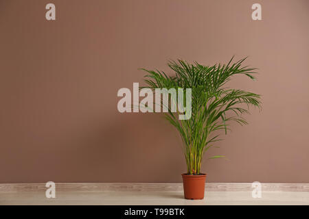 Decorative Areca palm near color wall Stock Photo