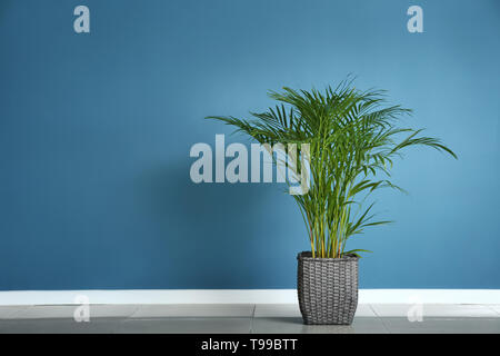 Decorative Areca palm near color wall Stock Photo