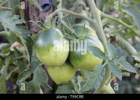 Unripe tomatoes on the branch on the green leaves background. The bush of the tomatoes growing in the rural garden Stock Photo