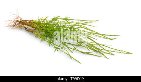 Crucianella latifolia common name crossworts. Isolated on white. Stock Photo