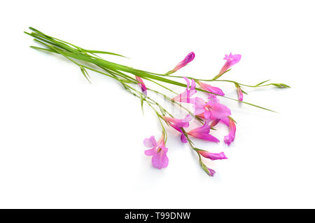 Gladiolus italicus is a species of gladiolus known by the common names Italian gladiolus, field gladiolus, and common sword-lily. Isolated. Stock Photo