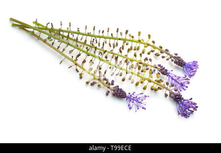 Leopoldia comosa or Muscari comosum, tassel hyacinth or tassel grape hyacinth, grape hyacinths. Isolated on white background. Stock Photo
