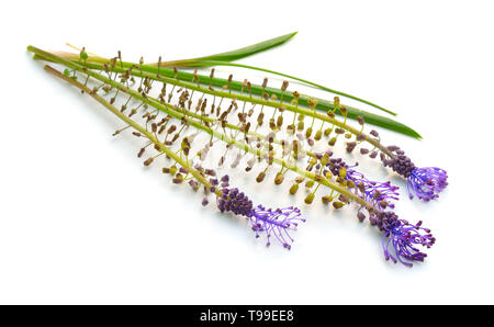 Leopoldia comosa or Muscari comosum, tassel hyacinth or tassel grape hyacinth, grape hyacinths. Isolated on white background. Stock Photo