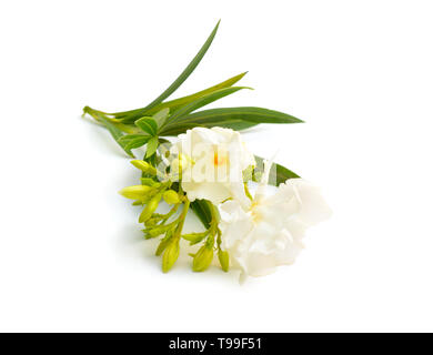 White Nerium oleander isolated on white background. Stock Photo