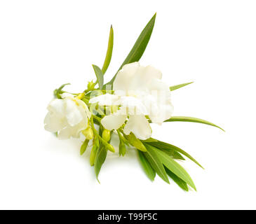 White Nerium oleander isolated on white background. Stock Photo