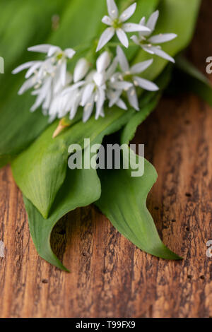 fresh bears garlic on wood Stock Photo